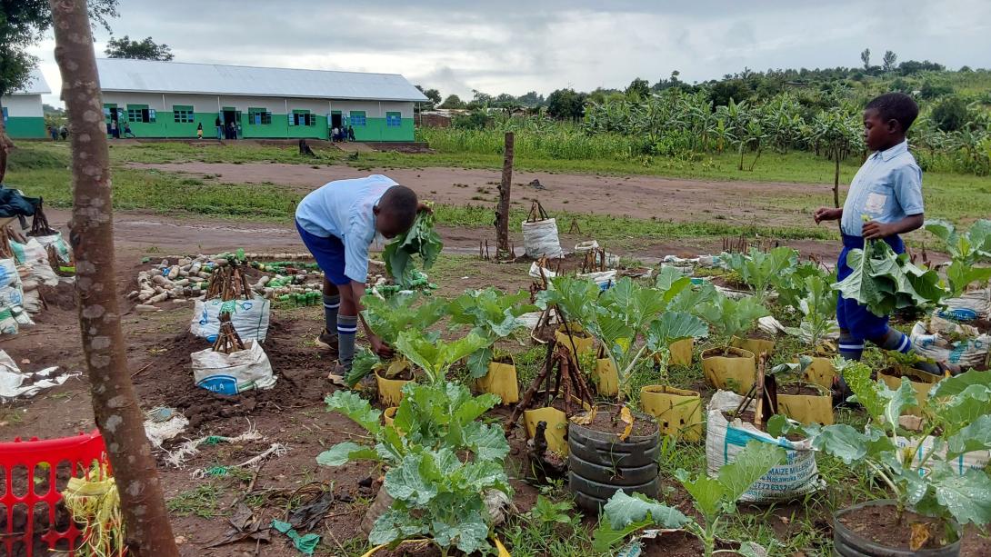 Two Ugandan children in school uniform pick kale from an outdoor vegetable garden with school buildings in the background